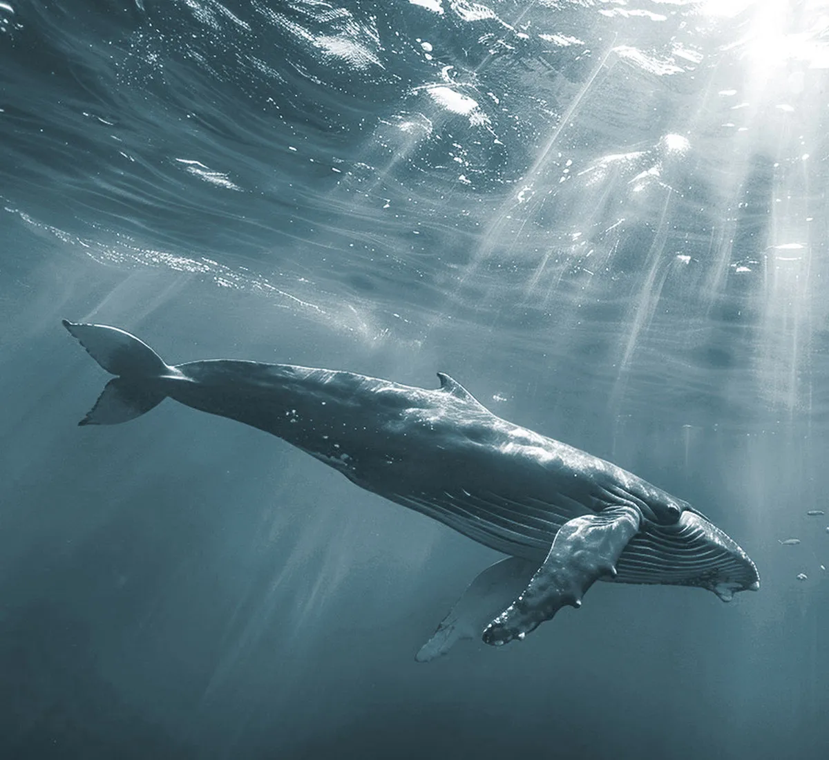 A majestic whale swims gracefully underwater, illuminated by sun rays filtering through the ocean surface above.